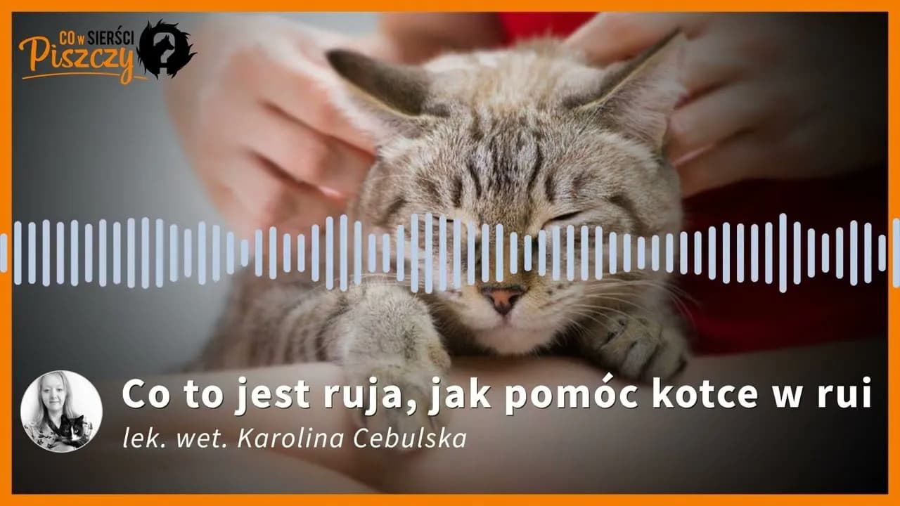 Ruja u kotki: Krwawienie to alarm! Sprawdź, co robić