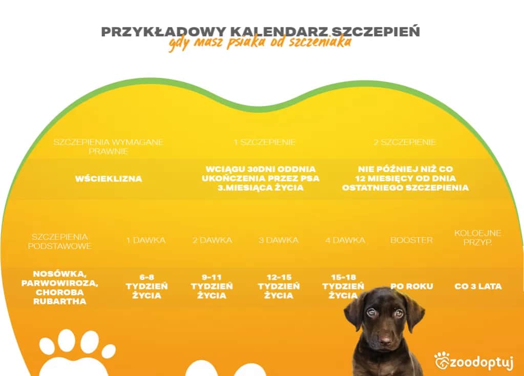 Kiedy szczepić szczeniaka na wściekliznę? Obowiązek i konsekwencje