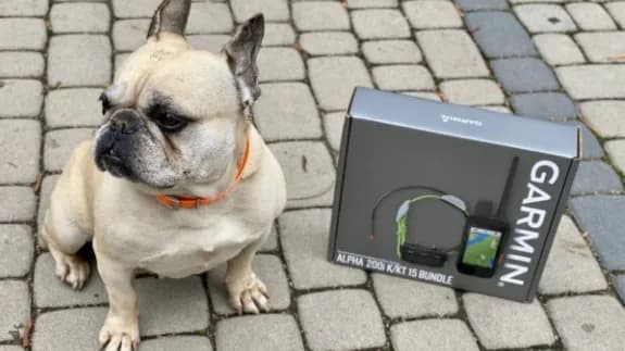 Lokalizator dla psa: GPS, Bluetooth, abonament. Jak wybrać?